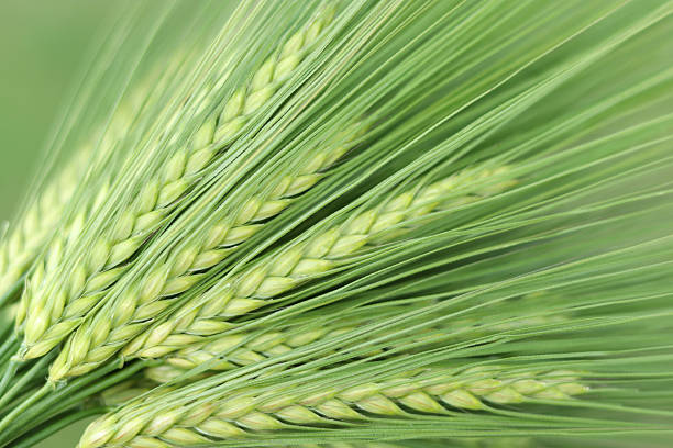 istock Green Barley Heads in Sunlight, Close-Up 2224477788