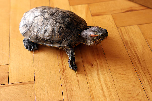 istock People care for and play with a pet red-eared turtle. 2224478364