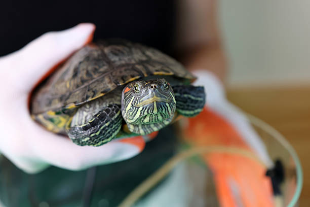 istock People care for and play with a pet red-eared turtle. 2224478365