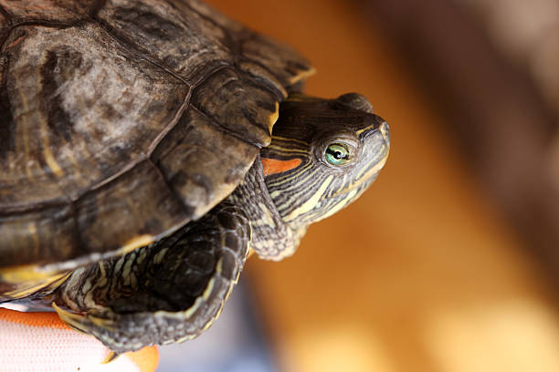 istock People care for and play with a pet red-eared turtle. 2224478386