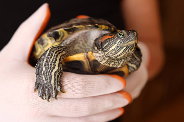 istock People care for and play with a pet red-eared turtle. 2224478399
