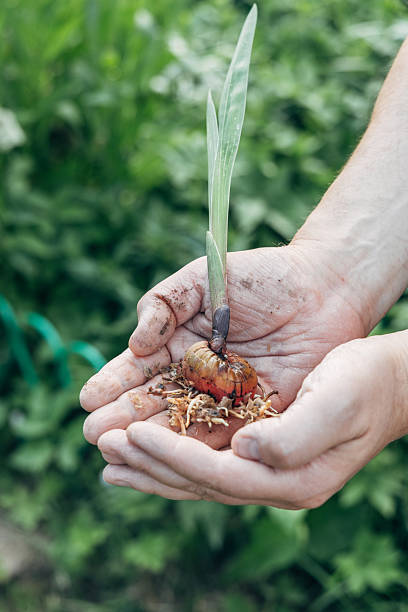 istock hands holding gladiolus flower bulb onion before planting 2224478405