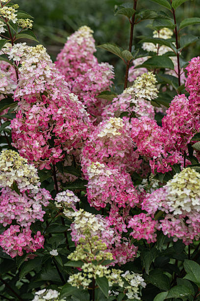 istock Hydrangea paniculata sort Fraise Melba hydrangea with pink flowers blooms in the garden in summer 2224478455