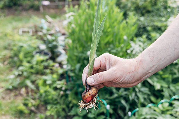 hands holding gladiolus flower bulb onion before planting. High quality photo