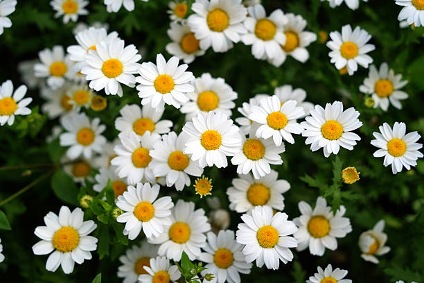 istock Cluster of White Daisies in Full Bloom 2224478944