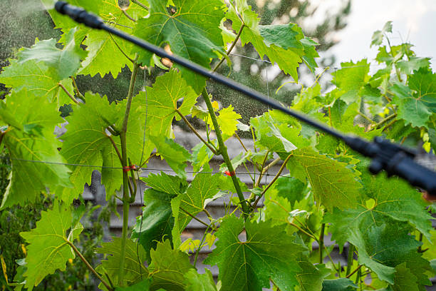 istock Spraying a vineyard with a sprayer against diseases 2224479250