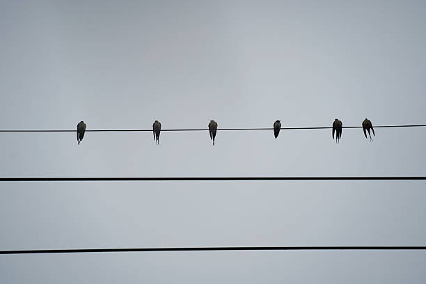 istock Swallows Sitting Evenly Spaced on Power Line Against Cloudy Sky 2224479729