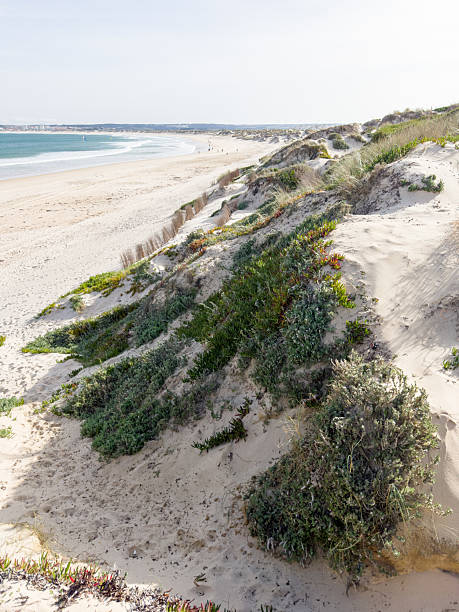 istock Coastal Sand Dunes with Wildflowers Overlooking the Atlantic Ocean 2224482720