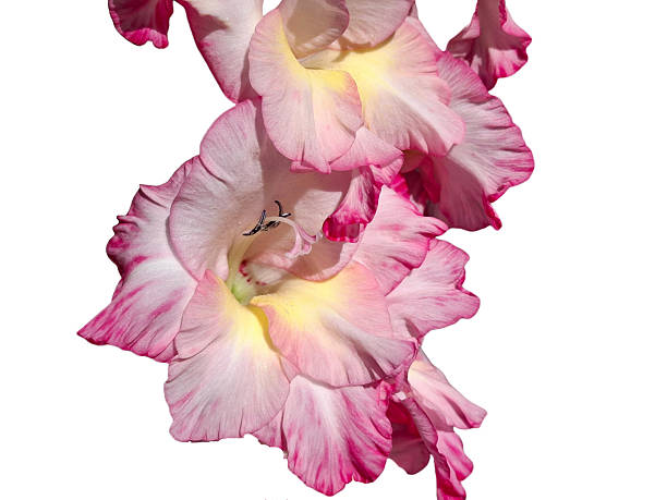 Pink Gladiolus or sword lily blooming in a summer garden