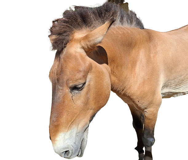 istock Przewalski horse isolated on white. Equus przewalskii 2224482826
