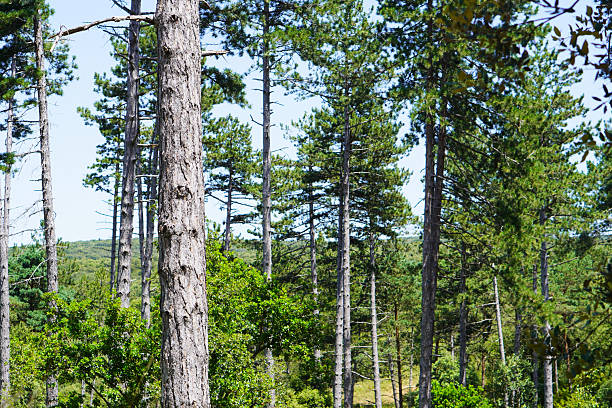 hiking. mountain scenery inside a pine forest during the summer.