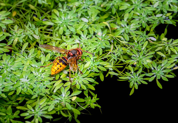 istock Macro of a hornet drinking water 2224488249