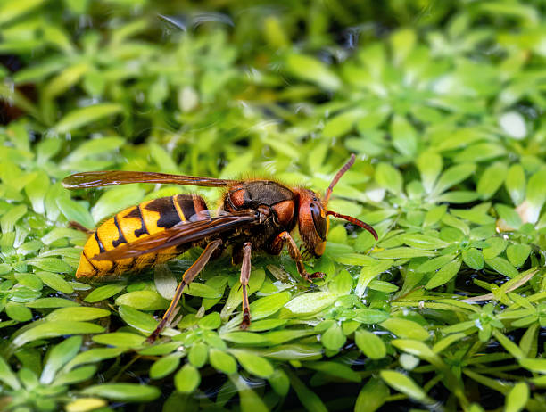 istock Macro of a hornet drinking water 2224488302