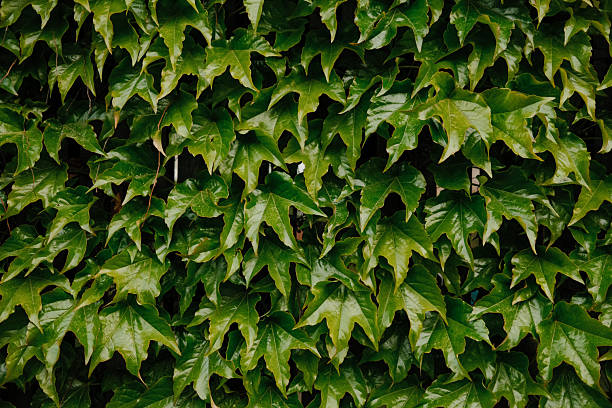 Glossy ivy leaves creating a lush botanical pattern. Great for backgrounds, nature-themed projects, eco design, organic surface textures