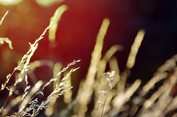 dry grass at sunset on a warm summer evening