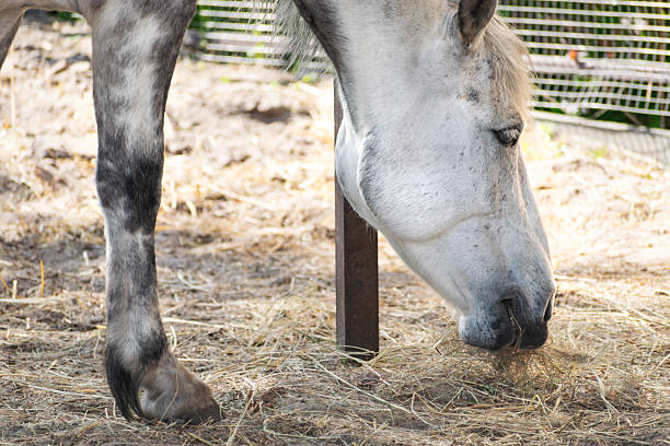 white horse in a paddock eating hay. Close-up
