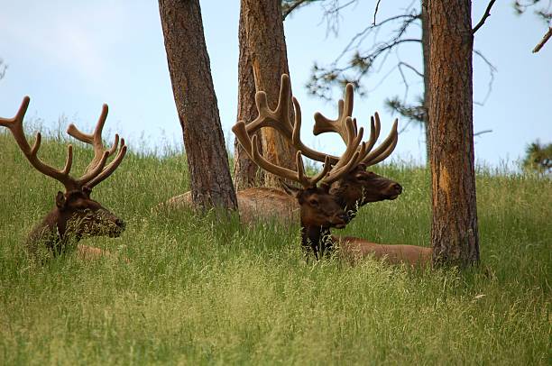 Bull Elk with Velvet Covered Antlers