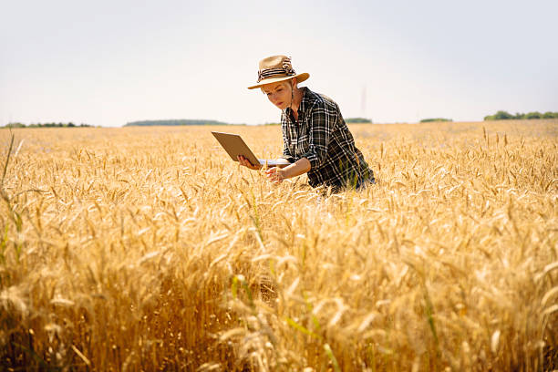 istock Woman in golden wheat field with tablet checking growth 2224493453