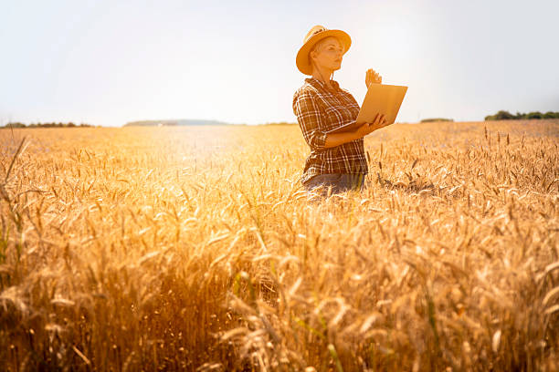 istock Working in a golden wheat field at sunset 2224493705