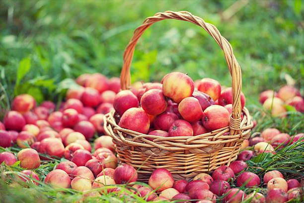 istock Basket with red apples on the grass 2224493748