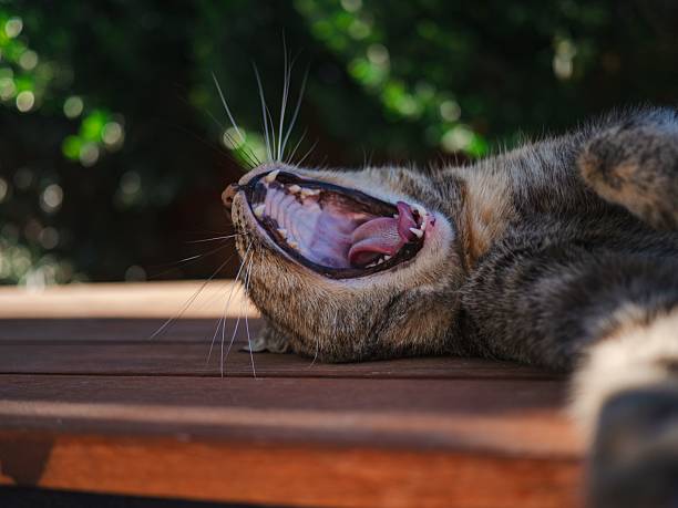Close-up of a tabby cat yawning on a wooden surface with blurred greenery in the background.