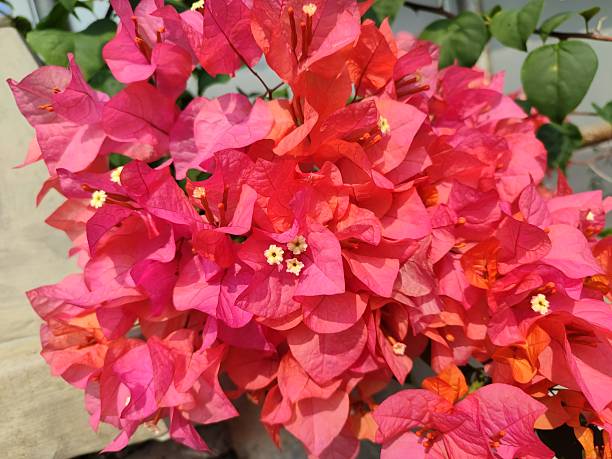 istock Beautiful red bougainvillea 2224495542