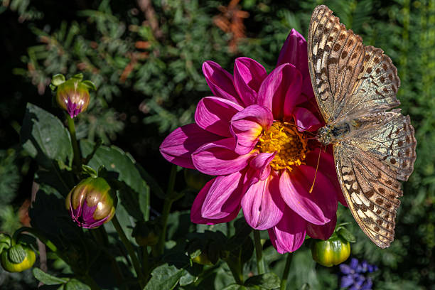 A Red-legged grasshopper and his new friend, the Asian Lady Beetle on a dahlia in summer.