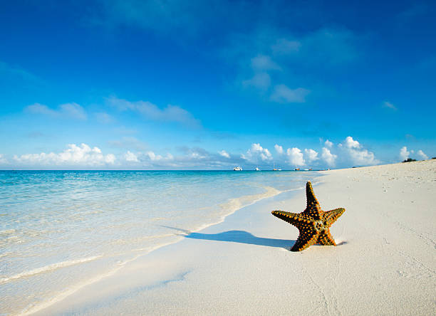 istock Starfish on the beach. sea 2224497531