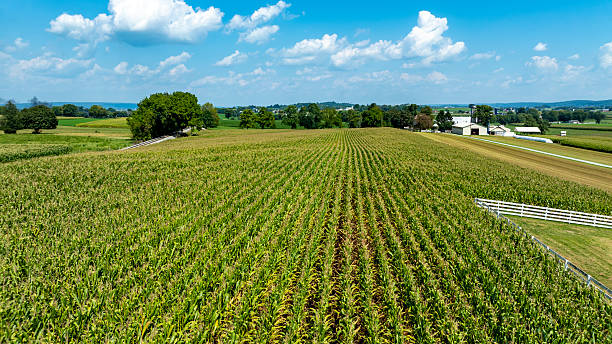 istock Expansive Cornfield Landscape Under a Clear Blue Sky in Rural Countryside 2224498839