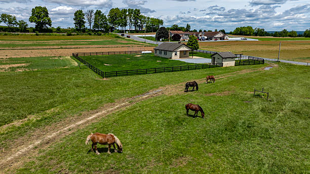 Japan Farm