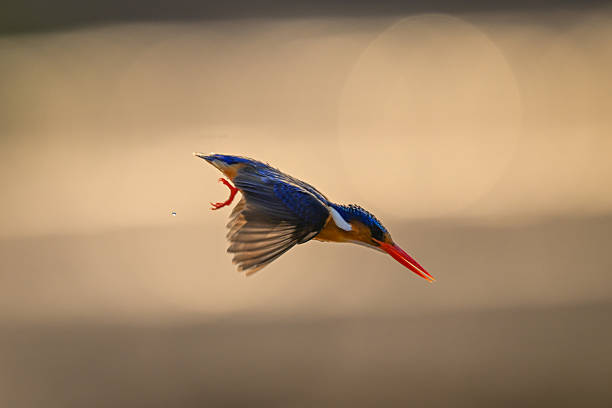 istock Malachite kingfisher dives backlit against bright background 2224499567