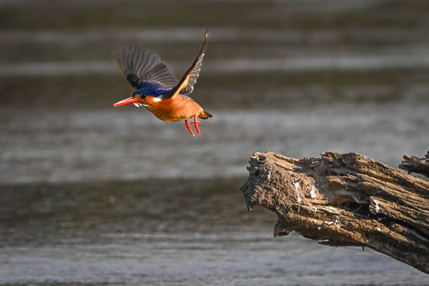 istock Malachite kingfisher flies from log in river 2224500162