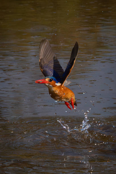 Malachite kingfisher flies from water holding prey