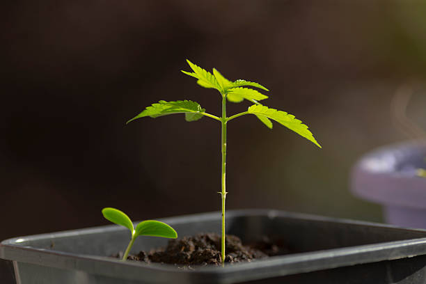 A young, vibrant green seedling is thriving in a pot that is filled with nutrientrich soil. The tiny seedling showcases its delicate leaves and demonstrates early signs of healthy growth