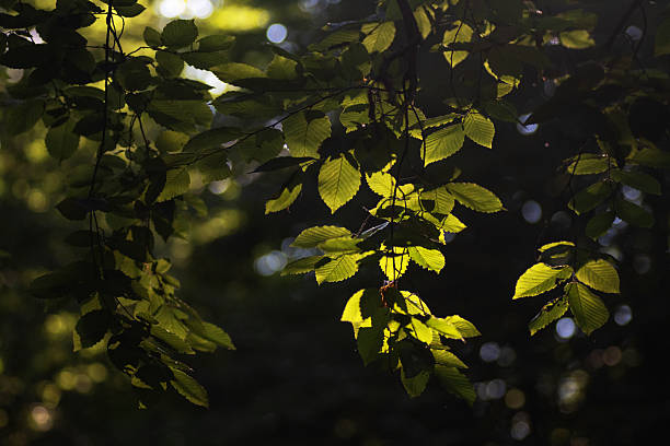 istock Green leaves in the forest, 2224503179