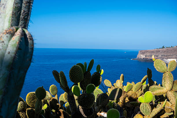 Cactus with the sea in the background in a unique and relaxing landscape.