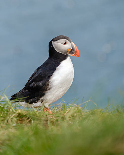 istock Puffin resting on green grass with a stunning backdrop in Icelands coastal landscape 2224506990