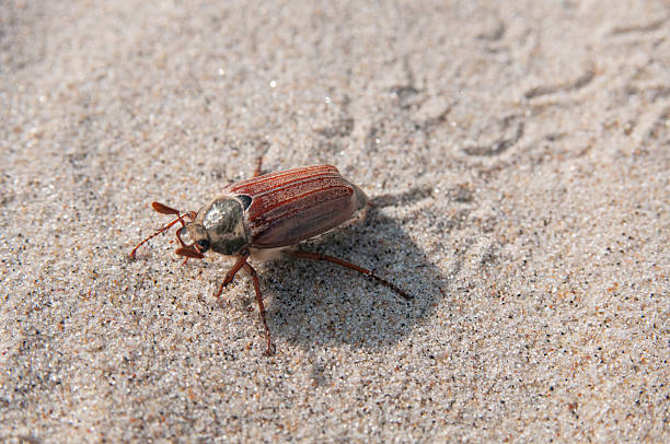 istock Common cockchafer close up on a sand background 2224507278