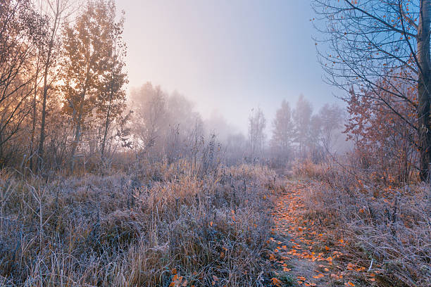 istock Autumn footpath through the high-grass copse, covered with yellow leaves among high trees in the cold foggy morning. Ice Ryme on the grass. 2224507601