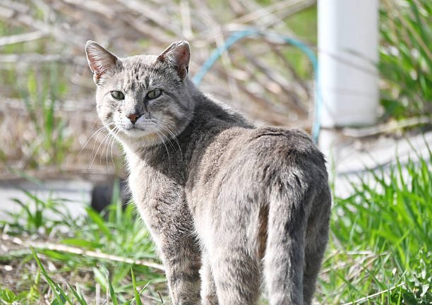 Gray tabby cat in the grass.