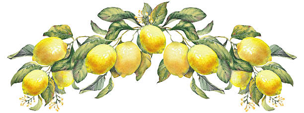 Lemon fruit branches. Horizontal wreath inspired by the timeless Mediterranean aesthetic of the Amalfi Coast. Perfect for summer-themed prints, packaging, textiles, kitchen decor, and coastal design projects.