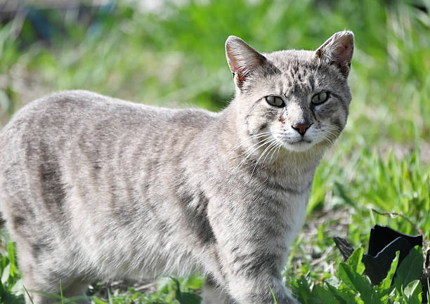 istock Cat in the Country 2224507705