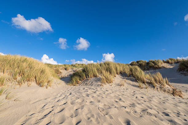 istock dunescape at Banjaard Beach in Zeeland, Netherlands 2224508649