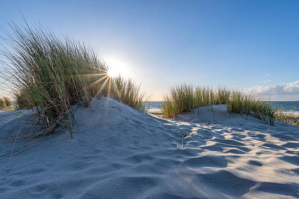 istock dunescape at Banjaard Beach in Zeeland, Netherlands 2224508733