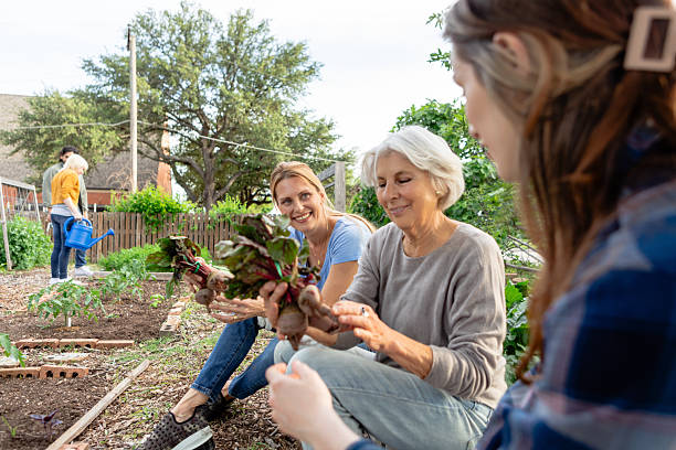 istock Three Generations Harvesting Beets in a Community Garden 2224508861