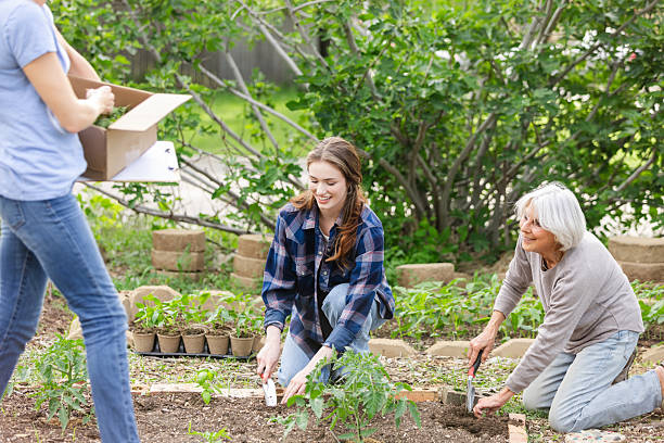 istock Three Generations Planting Together in a Community Garden 2224508897