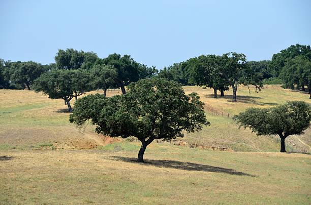 istock Paisaje del Alentejo 2224509703