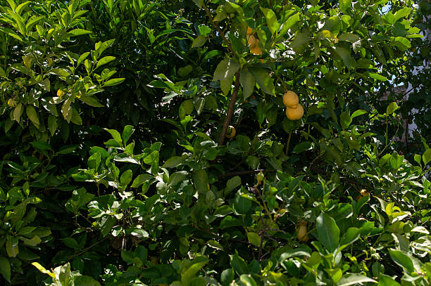istock Lemon tree with ripe fruit in Crete, Greece during sunny day 2224510167