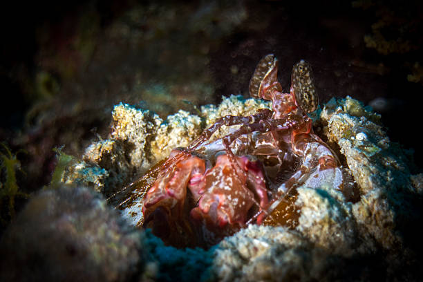 istock Lisa's Mantis Shrimp (Lysiosquilla lisa) stock photo 2224511528