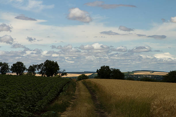 Gorgeous sky with cumulus clouds over summer agricultural field. Beautiful tranquil scenery.